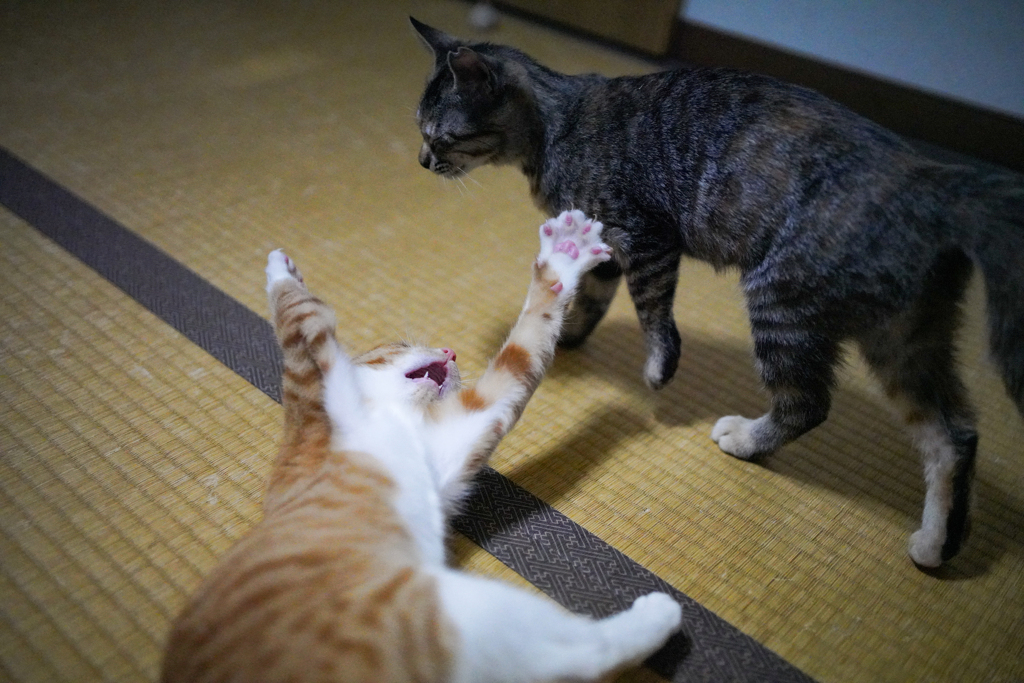 ねぇ、遊ぼうよぉ～！！