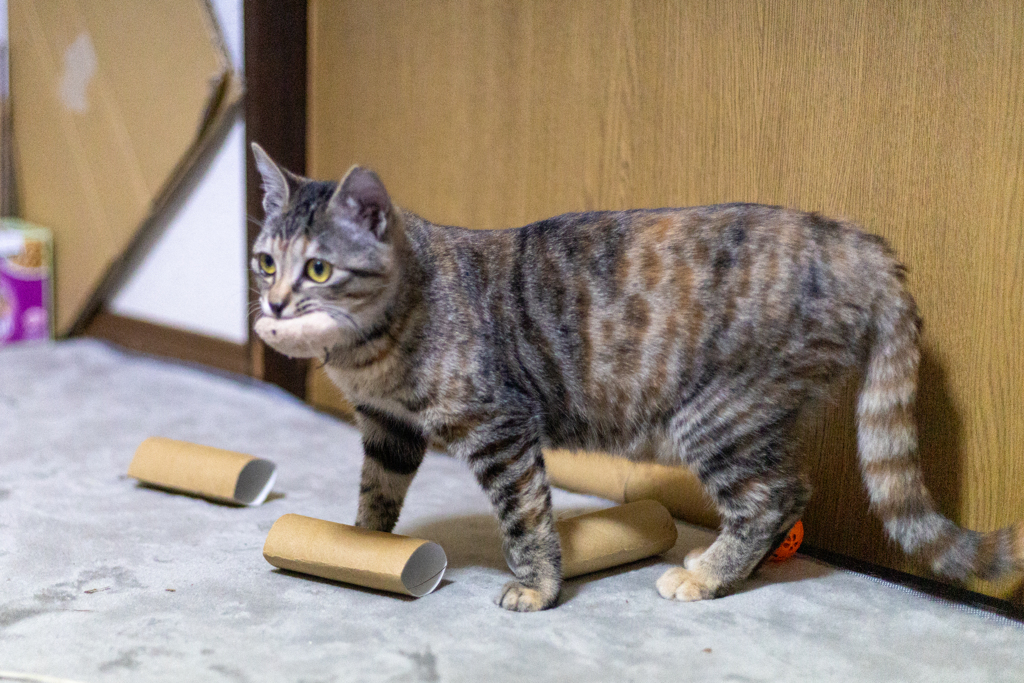 部屋の中の野生