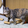 部屋の中の野生