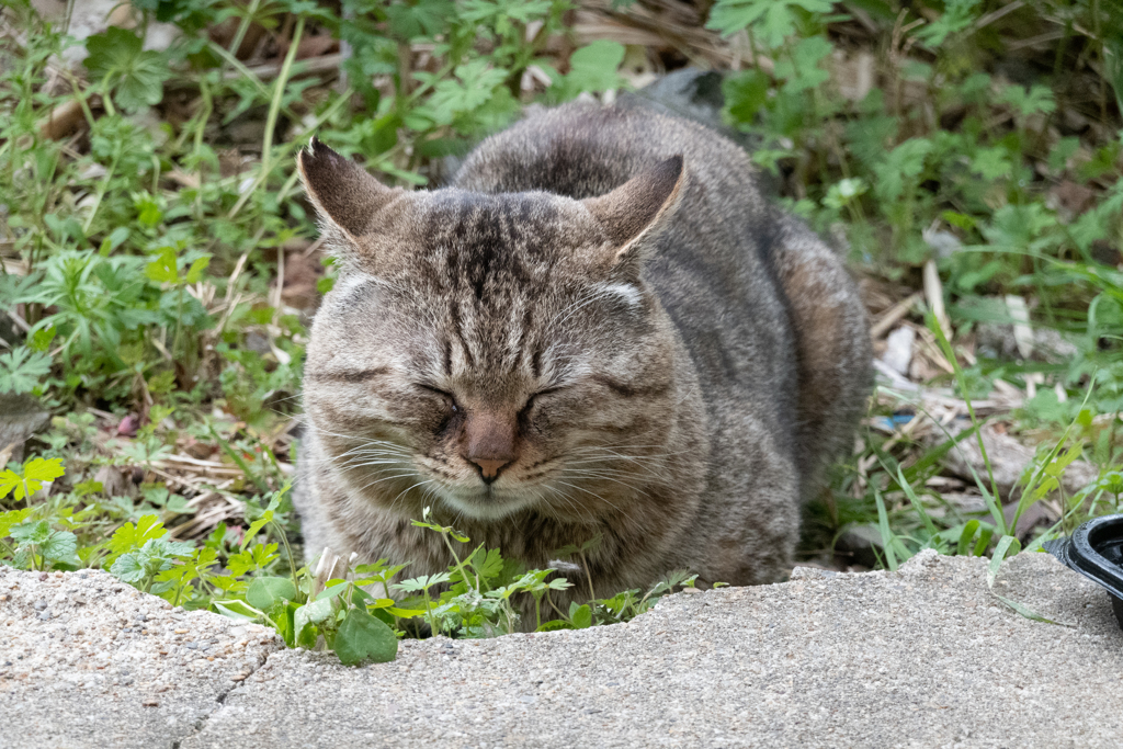 ねむねむ