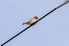 今朝のスズメさん（2020/05/05)