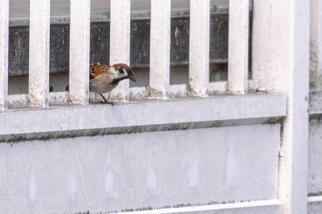 何かあるかな？