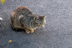 何でヤツが先に餌を食べに来てるんだ？！