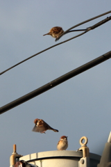 今朝のスズメさん（2020/02/11)