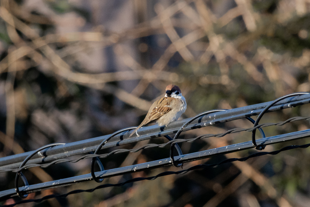 今朝のスズメさん（2020/03/16)