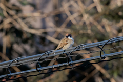 今朝のスズメさん（2020/03/16)