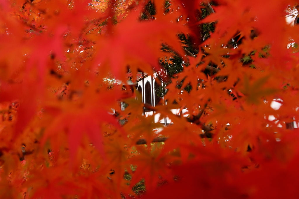 赤い ２