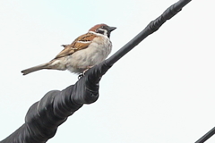 今朝のスズメさん（2020/05/15)