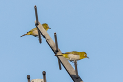 今日はカップルで？