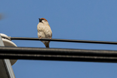 今朝のスズメさん（2020/03/21)