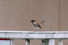 今朝のスズメさん（2021/5/21）