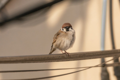 今朝のスズメさん（2021/4/1）