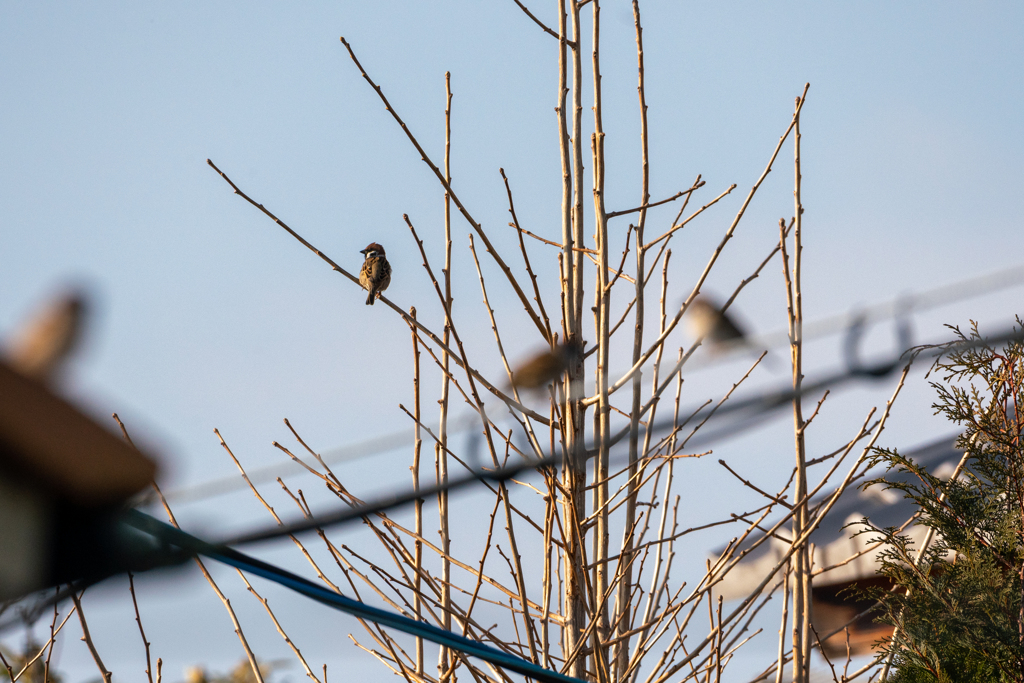 フォーカスが合わない！