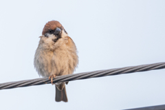 今朝のスズメさん（2020/08/06)