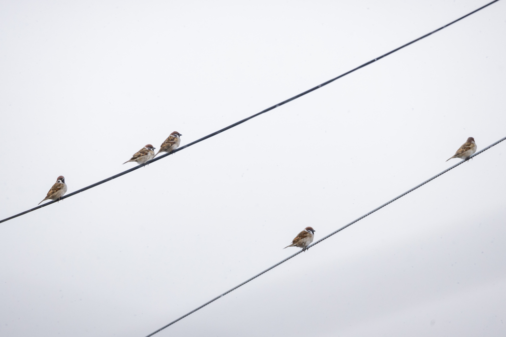今朝のスズメさん（2022/1/18)