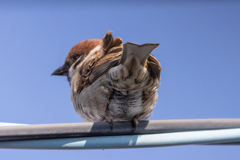 ボス！こっち向いて！！