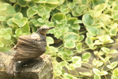 あー水浴び気持ち良かった