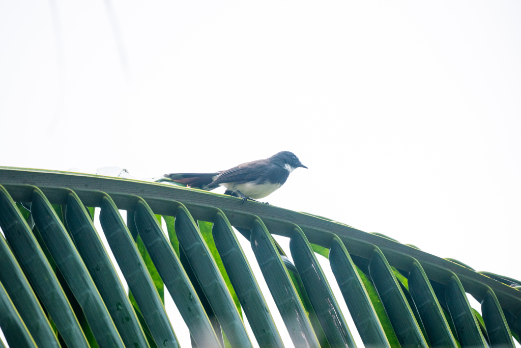 カンボジアの鳥さん１