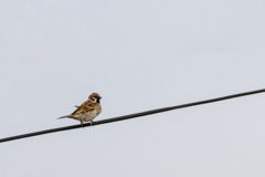 今朝のスズメさん（2020/05/18)