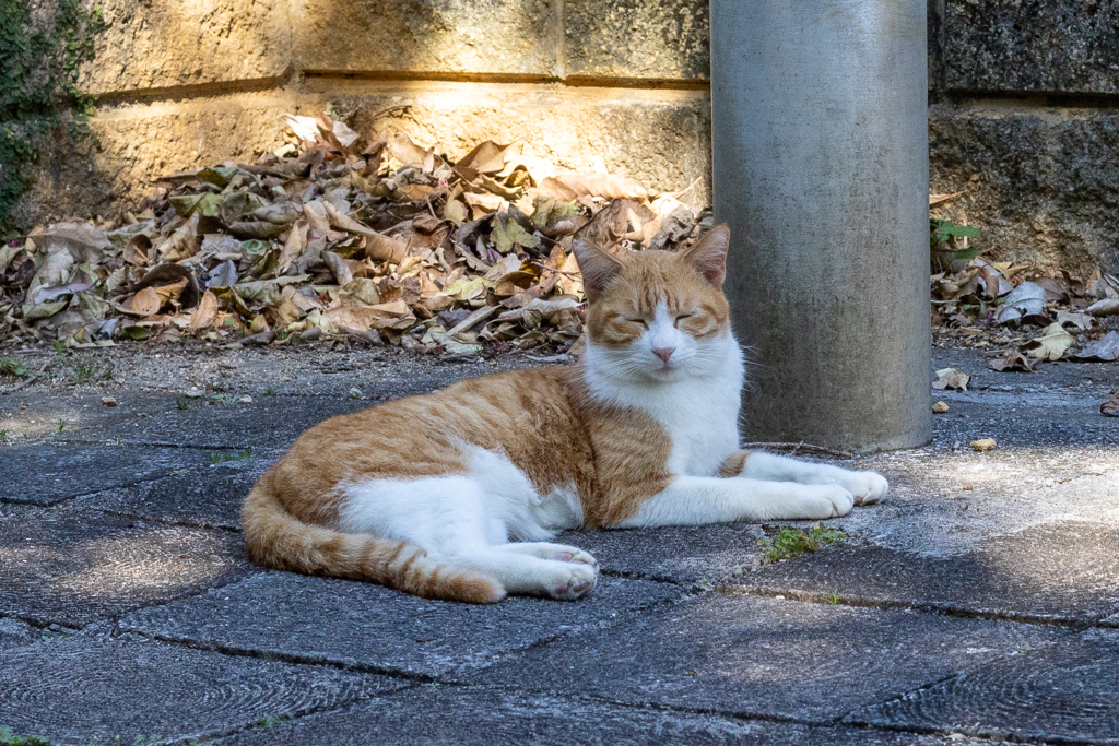 沖縄シリーズ７・希望ヶ丘公園の猫さん達８