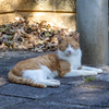 沖縄シリーズ７・希望ヶ丘公園の猫さん達８