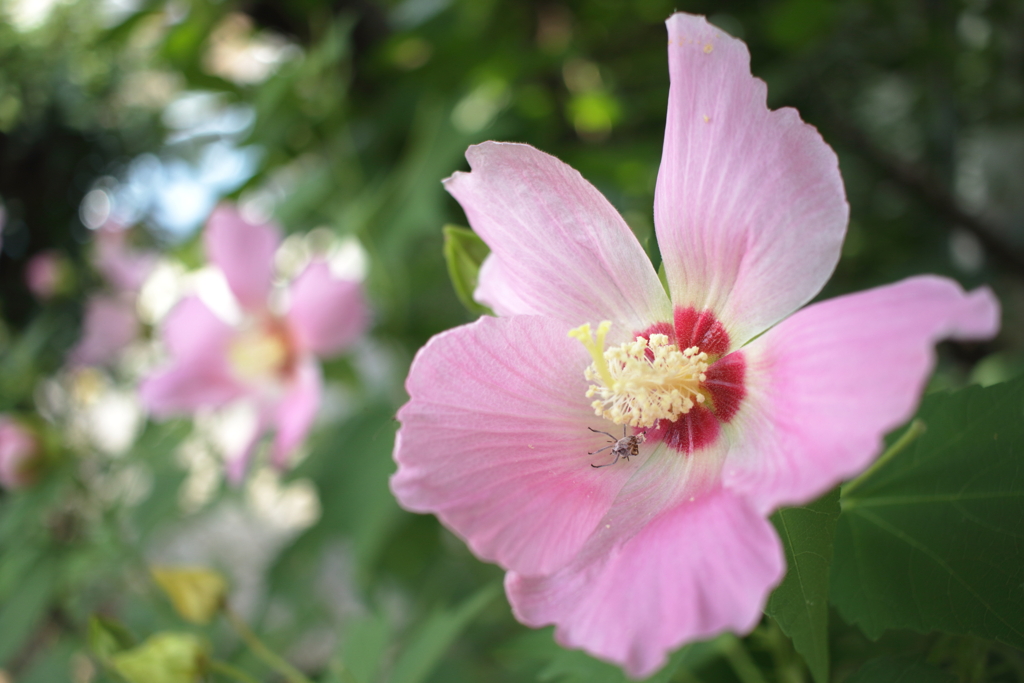 芙蓉の花