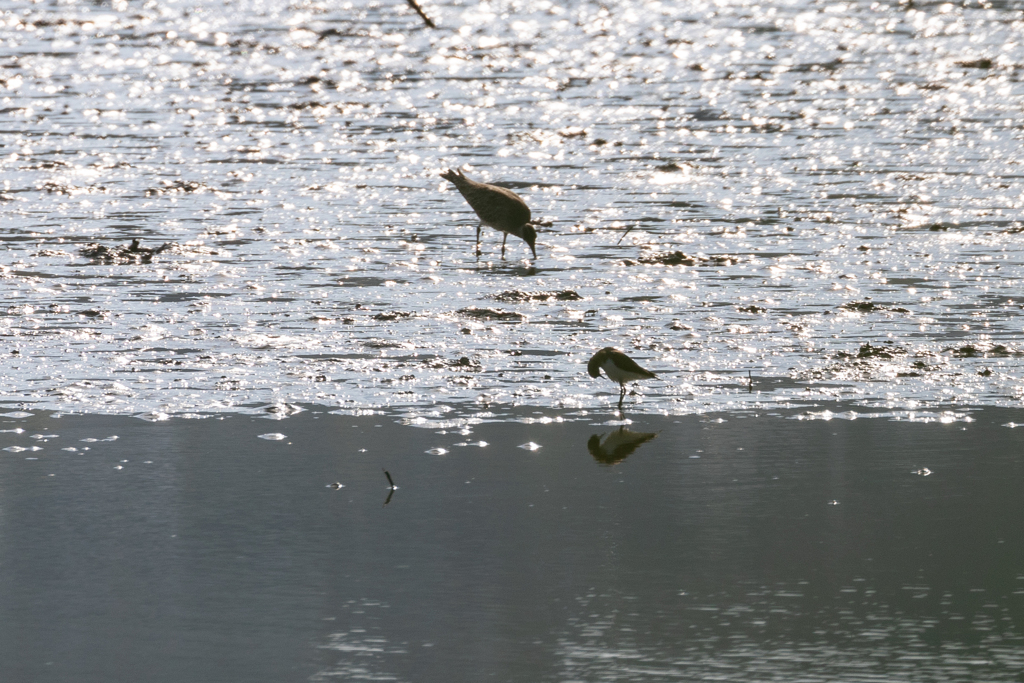 沖縄シリーズ２・漫湖の野鳥２