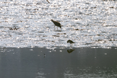 沖縄シリーズ２・漫湖の野鳥２