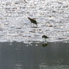 沖縄シリーズ２・漫湖の野鳥２