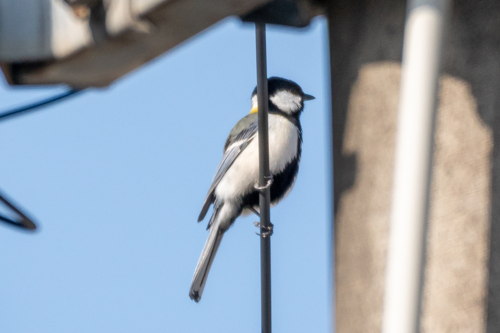 ４月１２日の鳥さん