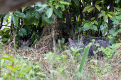 茂みに隠れて生きる♪ オレたちゃ地域猫なのさ～♪