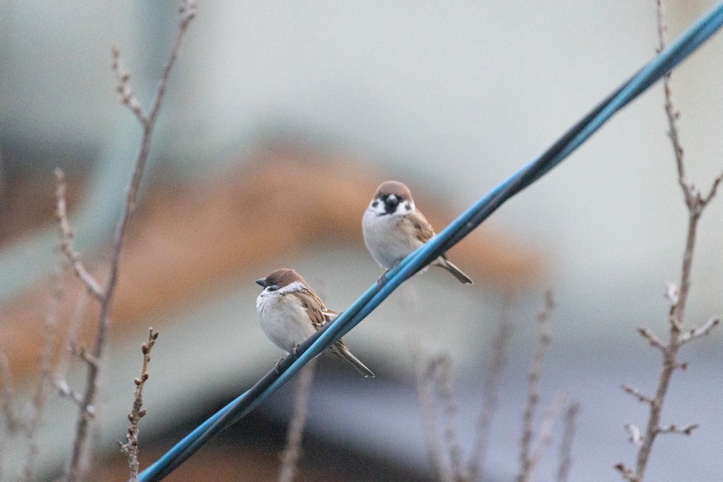 おぃおぃISO25600ってか？