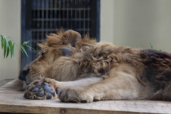 老王の眠り