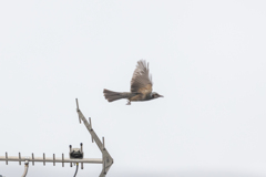 鳥だ!飛行機だ! いやヒヨドリだ！