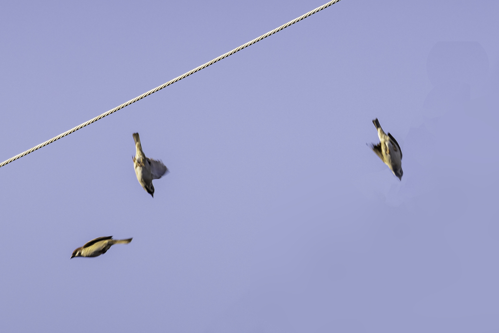 自由落下と弾丸