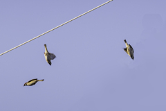 自由落下と弾丸