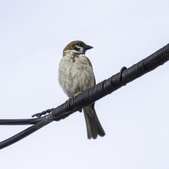 今朝のスズメさん（2020/07/30)