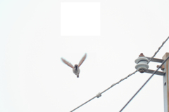 今朝のスズメさん（2020/02/15)