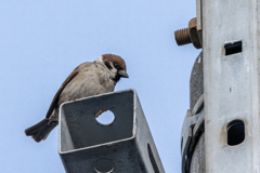 今朝のスズメさん（2020/03/22)
