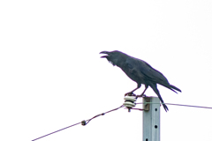 おーぃここにいるよ！