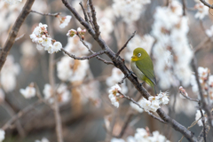 花粉だらけ