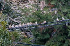 今朝のスズメさん（2021/1/5）