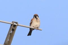 今朝のスズメさん（2020/06/30)