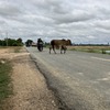 普通の道を牛が歩いている日常