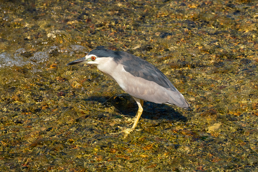 鴨川の鳥さん４