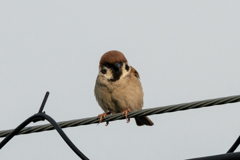 今朝のスズメさん（2021/5/1）