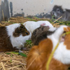 私の好きな動物たち３
