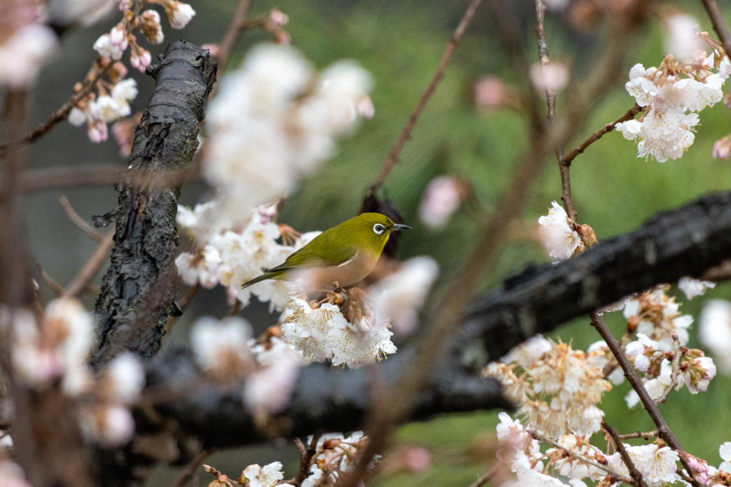 桜がお似合い