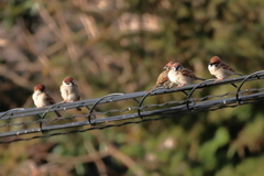 今朝のスズメさん（2020/03/05)