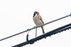 今朝のスズメさん（2021/1/23）